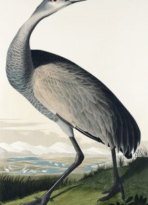 Plakat 13x18cm Żuraw Krzykliwy, J.J. Audubon Vintage do Salonu 1