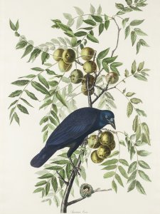 Plakat 30x40cm Wrona Amerykańska, J.J. Audubon Vintage do Salonu 1