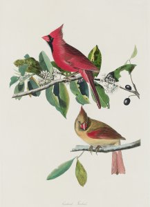 Plakat 13x18cm Kardynał Szkarłatny, J.J.Audubon Vintage do Salonu 1