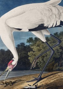 Plakat 50x70cm Żuraw Krzykliwy, J.J. Audubon Vintage do Salonu 1