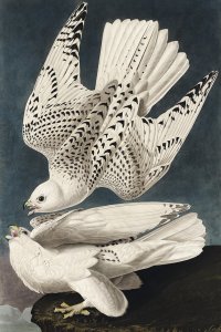 Plakat 61x91,5cm Geo Falcon, J.J.Audubon Vintage do Salonu 1