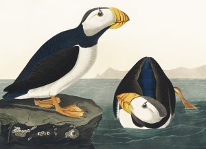 Plakat 18x13cm Maskonur, J.J.Audubon Vintage do Salonu 1