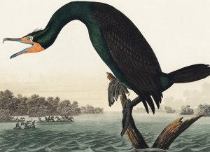 Plakat 18x13cm Kormoran Rogaty, J.J. Audubon Vintage do Salonu 1
