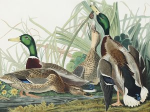 Plakat 100x75cm Mallard, J.J. Audubon Vintage do Salonu 1