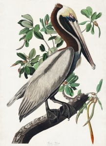 Plakat 13x18cm Pelikan Brunatny, J.J.Audubon, Vintage do Salonu 1