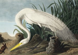 Plakat 29,7x21cm Czapla Biała, J.J. Audubon Vintage do Salonu 1