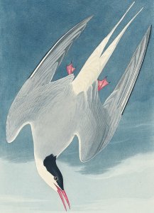 Plakat 13x18cm Rybitwa Popielata, J.J.Audubon Vintage do Salonu 1