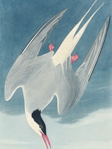 Plakat 75x100cm Rybitwa Popielata, J.J.Audubon Vintage do Salonu 1