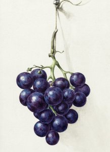 Plakat 13x18cm Kiść Winogron, Jean Bernard Vintage do Salonu 1