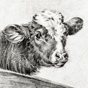 Plakat 20x20cm Głowa Krowy, Jean Bernard Vintage do Salonu 1