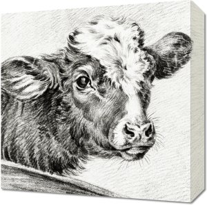 Obraz 40x40cm Głowa Krowy, Jean Bernard Vintage do Salonu 1