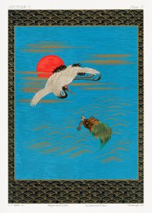 Plakat 50x70cm Lecący Żuraw Indyjski, G.A. Audsley do Salonu 1