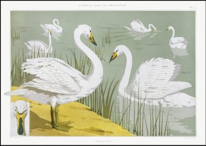 Plakat 29,7x21cm Dzikie Łabędzie, Verneuil Vintage do Salonu 2