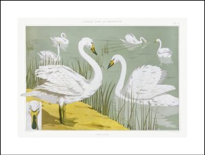 Plakat 29,7x21cm Dzikie Łabędzie, Verneuil Vintage do Salonu 3