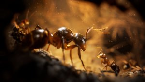 EMPIRE OF THE ANTS EDYCJA LIMITOWANA XSX 2