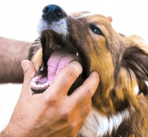 SILIKONOWY Czyścik do mycia ZĘBÓW DLA ZWIERZĄT PSÓW KOTÓW Szczoteczka 6