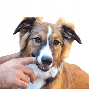 SILIKONOWY Czyścik do mycia ZĘBÓW DLA ZWIERZĄT PSÓW KOTÓW Szczoteczka 7