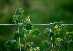 Siatka OGRODOWA OGÓRKI FASOLA Pnących WINOGRON 167 5m ROŚLIN PODPORA Trejaż 4