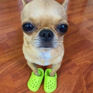 Buty KLAPKI Antypoślizgowe dla ZWIERZĄT PSÓW KOTÓW CHODAKI 1 PARA ZIELONE 12