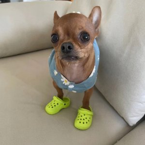 Buty KLAPKI Antypoślizgowe dla ZWIERZĄT PSÓW KOTÓW CHODAKI 1 PARA ZIELONE 9