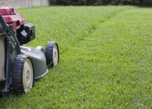 Trawa Na Miejsca Suche Słoneczne Nasiona 10KG Centnas Gobi 400m 5