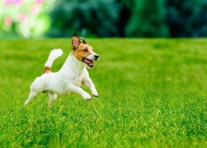 Trawa Na Miejsca Suche Słoneczne Nasiona 10KG Centnas Gobi 400m 6