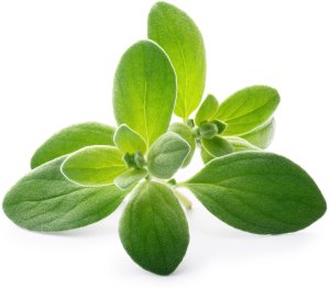 Veritable Véritable Lingot Majoránka - BIO* 2