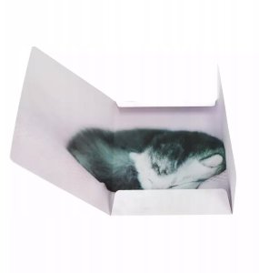 TECZKA Z GUMKA PAP A4 KOTKI STK FOL10/100 3