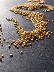 PNOS Nasiona warzyw | Papryka Jolanta | Opakowanie 0,5g 8