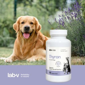 LAB V LAB-V Thyron Wsparcie prawidłowej pracy tarczycy dla psów i kotów 90 kapsułek 2