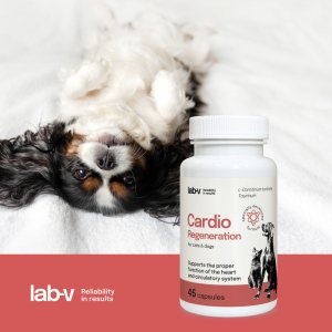 LAB V LAB-V Cardio Regeneration  Wsparcie prawidłowego funkcjonowania pracy serca i układu krążenia dla psów i kotów 45 kapsułek 2