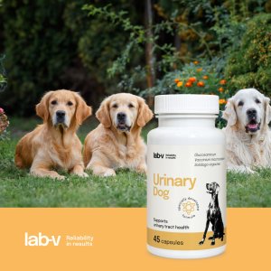 LAB V LAB-V Urinary Dog Wsparcie przy zakażeniu dróg moczowych u psów 45 kapsułek 2