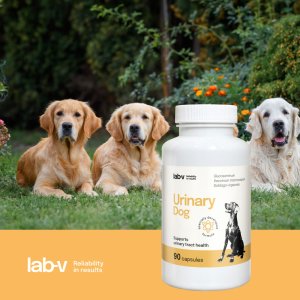 LAB V LAB-V Urinary Dog Wsparcie przy zakażeniu dróg moczowych u psów 90 kapsułek 2
