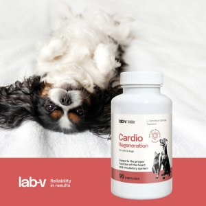 LAB V LAB-V Cardio Regeneration  Wsparcie prawidłowego funkcjonowania pracy serca i układu krążenia dla psów i kotów 90 kapsułek 3