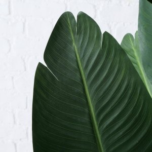 Sztuczna roślina bananowiec, wys. 185 cm 2