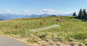 Kamera IP Imou Cell PT 4G kit 3MP bateryjna z panelem solarnym i kartą SIM 14