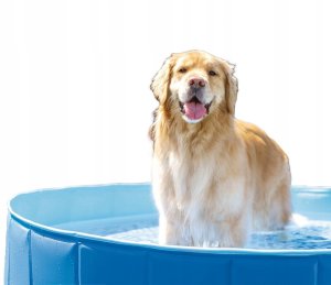 POOL FOLDABLE FOR ANIMALS 48400NP 492L 1