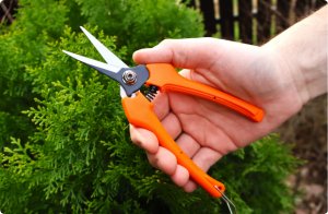 Sekator do zawiązków, zbioru owoców, cięcia kwiatów prosty SHARK Z1 3