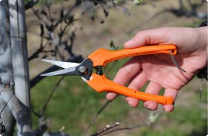 Sekator do zawiązków, zbioru owoców, cięcia kwiatów prosty SHARK Z1 4