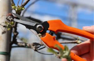 Sekator do zawiązków, zbioru owoców, cięcia kwiatów prosty SHARK Z1 5