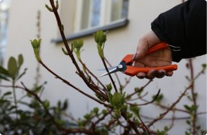 Sekator do zawiązków, zbioru owoców, cięcia kwiatów prosty SHARK Z1 8