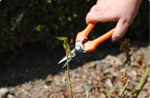 Sekator do zawiązków, zbioru owoców, cięcia kwiatów prosty SHARK Z1 9