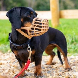 Baskerville BASKERVILLE KAGANIEC CLASSIC 10 BEŻOWY dł. 9cm obwód 36cm 6