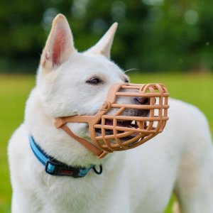 Baskerville BASKERVILLE KAGANIEC CLASSIC 10 BEŻOWY dł. 9cm obwód 36cm 10