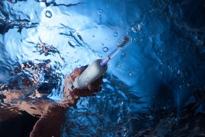 Elektryczna Szczoteczka do Zębów MOVA Fresh by Dreame Biała Wybielanie FDA 12