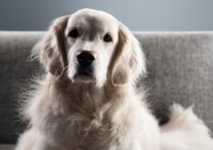 Odkurzacz Tefal Compact Power XXL 900 W bez maszyny odkurzacz 5