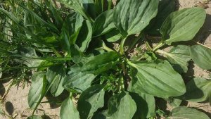 Babka szerokolistna liść suszone zioła bio na kaszel przeciwzapalnie na górne drogi oddechowe 50g 4