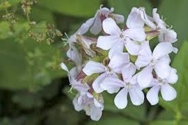 Mydlnica korzeń zioła naturalne na napar na infekcję drogi oddechowe 50g 4