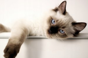 Sucha karma dla kota Concept for Life Sterilised łosoś 10 kg 3