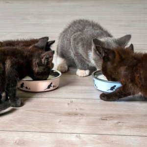 KARLIE METAL CAT BOWL 160ML PINK 2